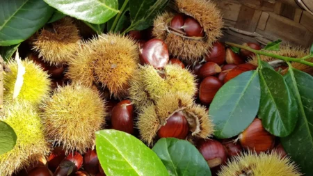 La Castagna di Montella, il frutto che da secoli racconta i boschi dell’Irpinia Castagne