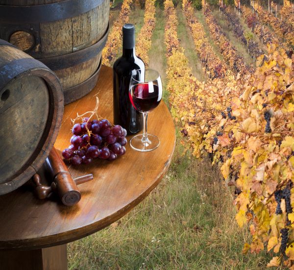 red wine with barrel on vineyard