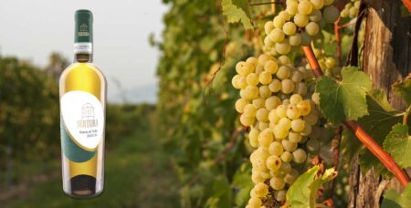 Sertura, il Greco di Tufo DOCG che piace agli americani. Greco di Tufo DOCG Sertura